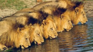 Прирожденные короли.Львы МАПОГО.1 ЧАСТЬ.2015.Full HD 1080