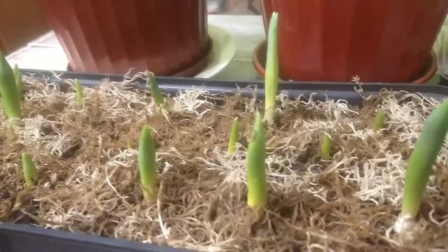 Выгонка тюльпанов зимой в домашних условиях?Часть 1. смотреть онлайн