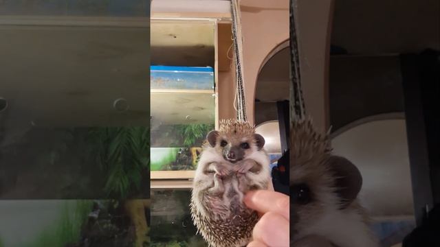 Огонь❤️?Няшный ежик?Ежик прибалдел?Невероятная ежиха?Ежедевочка-красавица? смотреть онлайн
