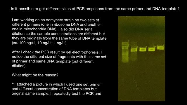 Is it possible to get different sizes of PCR amplicons from the same primer and DNA template? смотреть онлайн