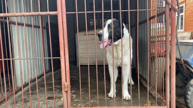 БАКС 2.7 года сын БУРАНА и КАРАГЁЗ. 😉👋 смотреть онлайн