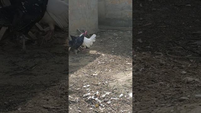 Бой индюков смотреть онлайн