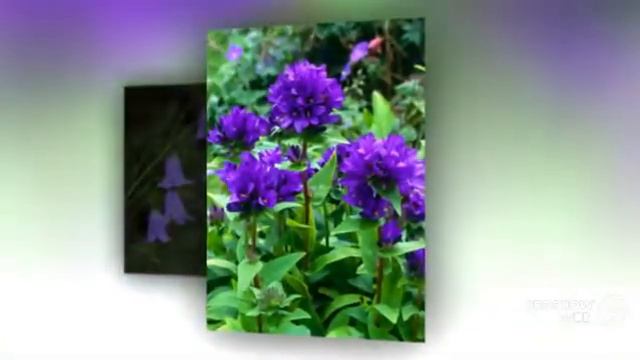 Campanula - Garden Plants