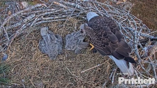 SWFL Eagles ~ M15 Plops Armored Catfish On E22's Head! Blood From Fish Gets On E22 - Great Feeding! смотреть онлайн