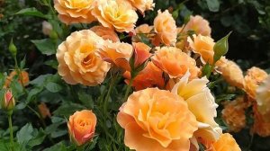 РОЗА ЛАМБАДА//Lambada ®