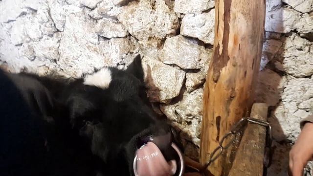 Кольцевание быка , как зделать . смотреть онлайн