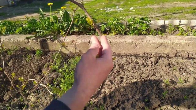 План работ на винограднике в МАЕ месяце. Предварительная нормировка побегами и подкормка. смотреть онлайн