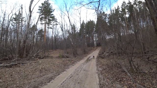 ☑️ VLOG / Прогулка по лесу / Уборка вольера