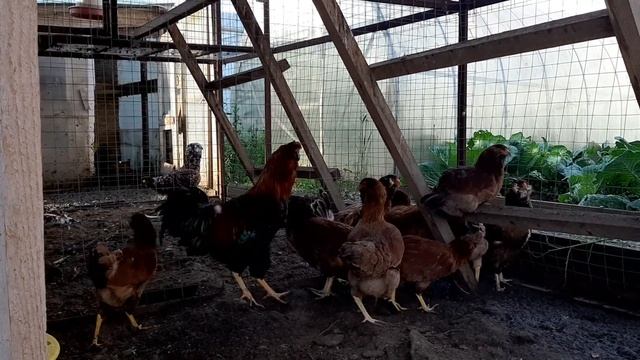 Орловские Алые. Редкий окрас смотреть онлайн