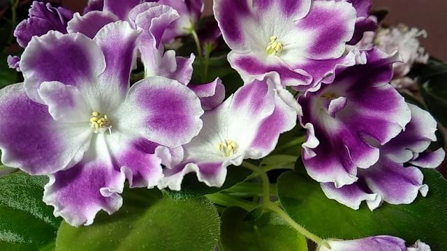 Листовые черенки по акции: почему не отвечаю на ваши комментарии?! Презентация новых сортов. смотреть онлайн