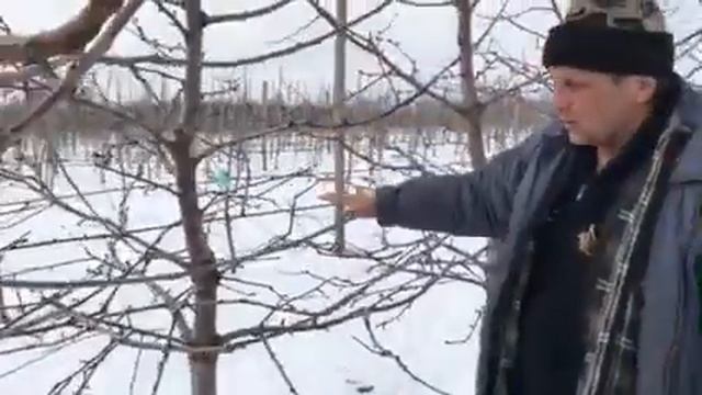 Весенняя обрезка интенсивного сада черешни | Питомник Маценко смотреть онлайн