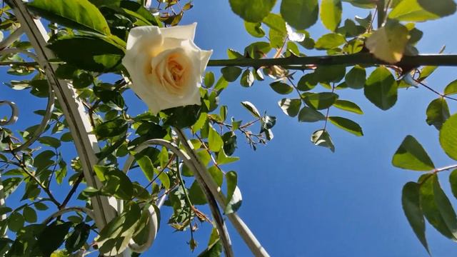 Мой Сад на сегодняшний день 4 Июня 2023 года:) смотреть онлайн