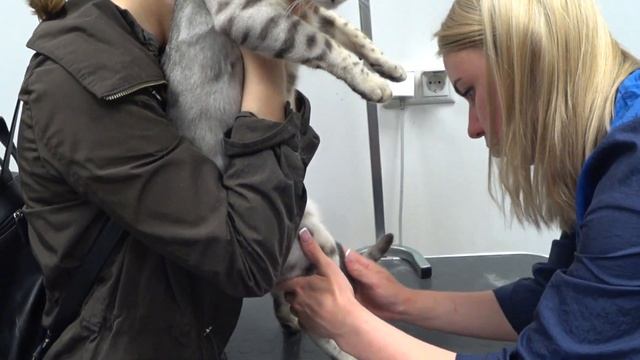 Как вычесать кота. Груминг. Бенгальский кот Вирсик. 猫 смотреть онлайн