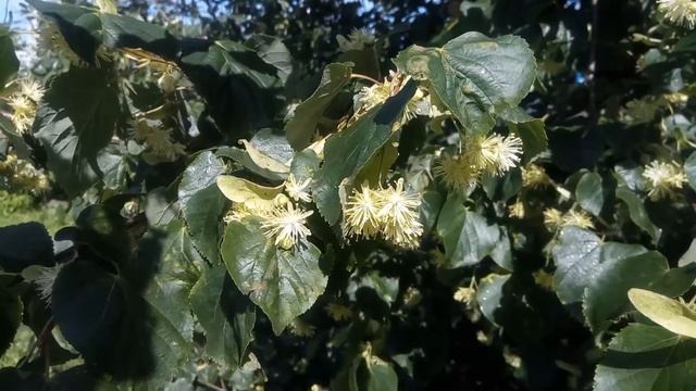 Цветущая липа в Зеленограде Blossoming linden смотреть онлайн