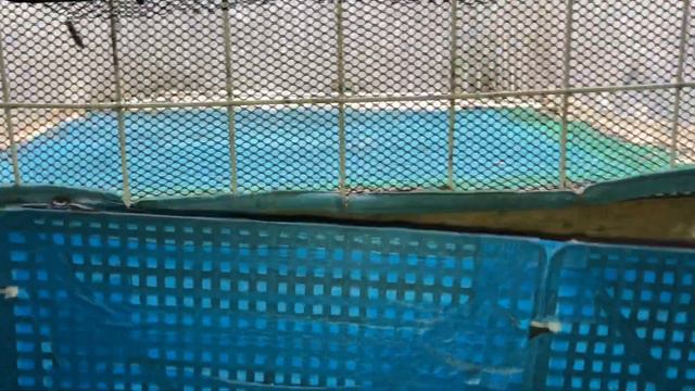 Чёрная Львинка предкуколка!!! Скоро будет муха 