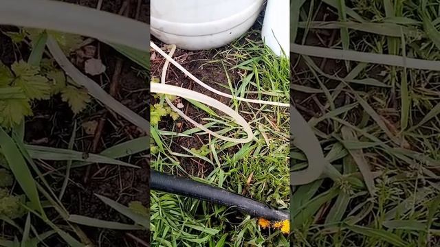 Биопрепараты своими руками. Обогощение или обработка участка биопрепаратами. смотреть онлайн