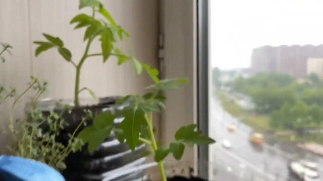 Перекорм томатов! Избыток удобрения! Спасаем помидоры! Огород на балконе)