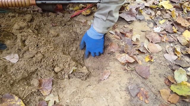 White Truffle Hunt, Tuscany, Italy October 2016 смотреть онлайн