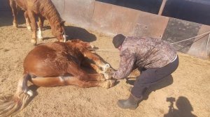 Как повалить лошадь?|How to knock down a horse?