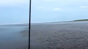 Рыбалка  Ловим нельму на реке обь#
