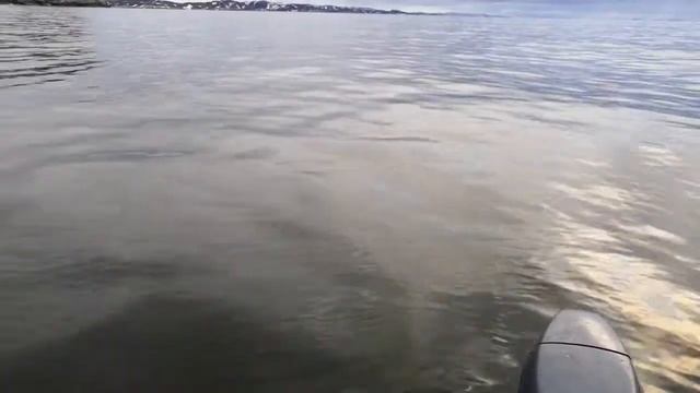 Морская рыбалка. Баренцево море. Дельфины. смотреть онлайн