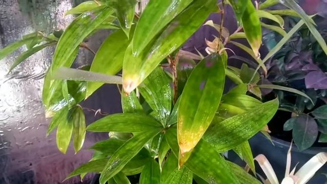 Драцена побегообразующая(Драцена Годсеффа или Драцена суркулоза) смотреть онлайн