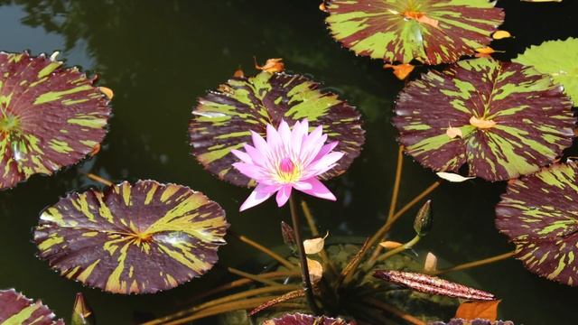 Relaxation Response - 17 Minute Guided Meditation