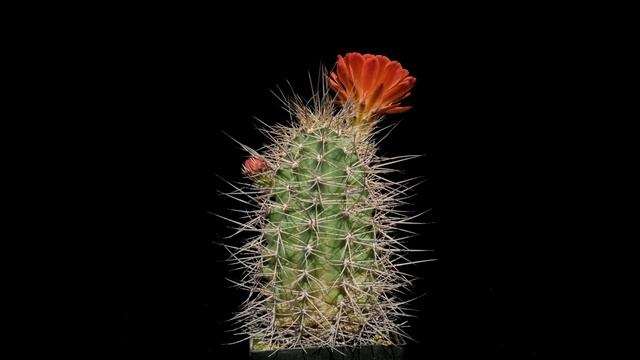Echinocereus coccineus subsp. transpecosensis, USA, Texas, Hudspeth County смотреть онлайн