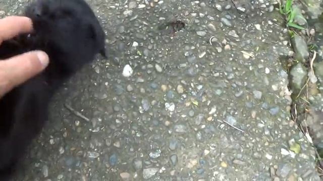 Миша-Молодой кот Миша..mp4 смотреть онлайн