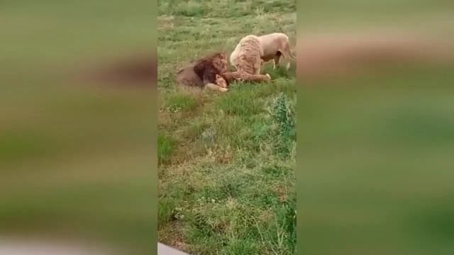 Львы едят ещё живую львицу...Тайган 2020. Так погибла львица Людмила.