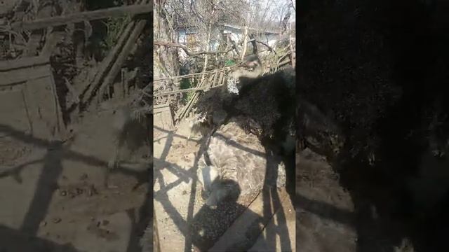 Брачные игры Африканского Черного Страуса на мини страусиновой ферме в Украине Николаевская область смотреть онлайн