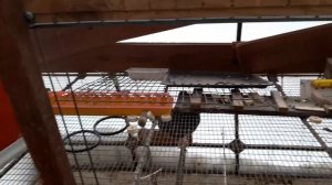 Плотность посадки бройлера в брудере.