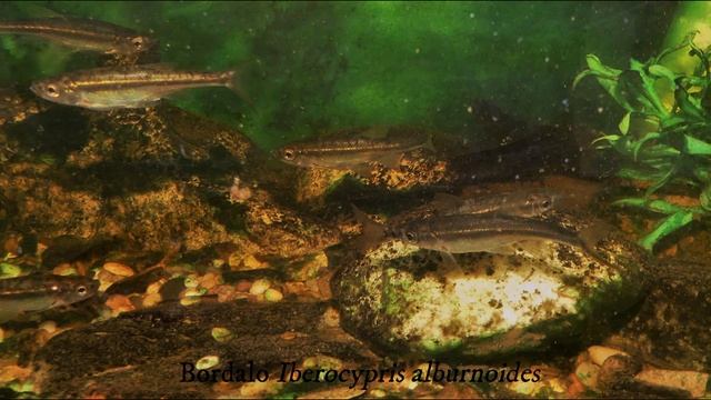 Time Lapse Naiades Bivalvia Unionidae Unio delphinus смотреть онлайн