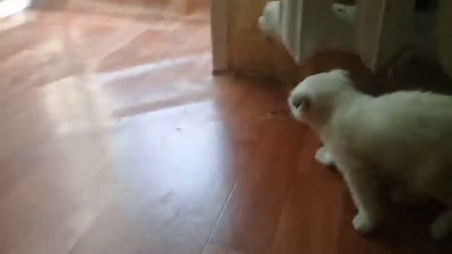 #БЕЛЫЙ# ШОТЛАНДСКИЙ ВИСЛОУХИЙ #КОТЕНОК.ПРОСТО ОЧЕНЬ КРАСИВЫЙ КОТЕНОК.ПРИКОЛЫ С КОТЯТАМИ.НАША КИСА. смотреть онлайн