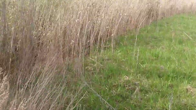 Фазан в дикій природі. Поїздка по гранулятор. Неочікувано смотреть онлайн