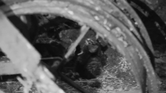 60+ Cats/Kittens Rescued from Farm Hoarding Situation смотреть онлайн