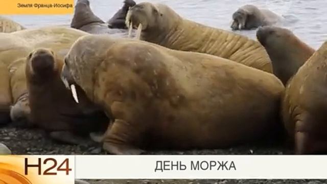 День моржа смотреть онлайн