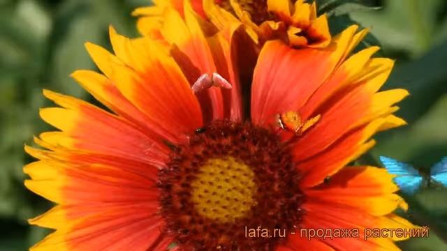 Гайлардия гибридная Бремен (gaillardia hybrida) ? Бремен обзор: как сажать, саженцы гайлардии Бреме смотреть онлайн