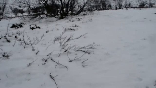 Там на неведомых дорожках следы невиданных зверей... Поход в лес. Много звериных следов. смотреть онлайн