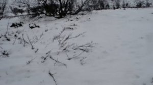 Там на неведомых дорожках следы невиданных зверей... Поход в лес. Много звериных  следов.