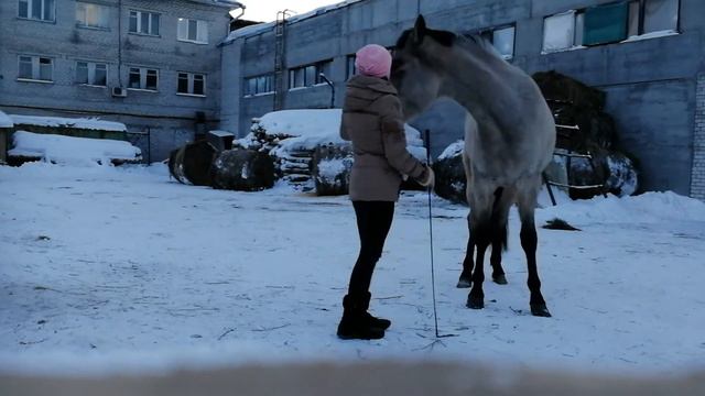 Обучение Дарчи. 32 выпуск. 3 этап заездки лошади и движение по кругу смотреть онлайн