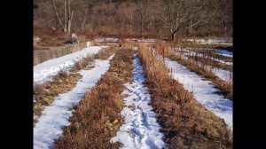 7 марта день Маврикия. Народные приметы.