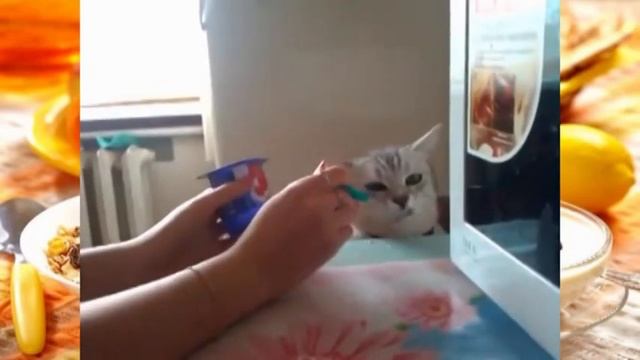 Упал в лужу. Грязные танцы. Собака залезла в грязь.Смешные подборки про кошек и собак.Покорми кота. смотреть онлайн