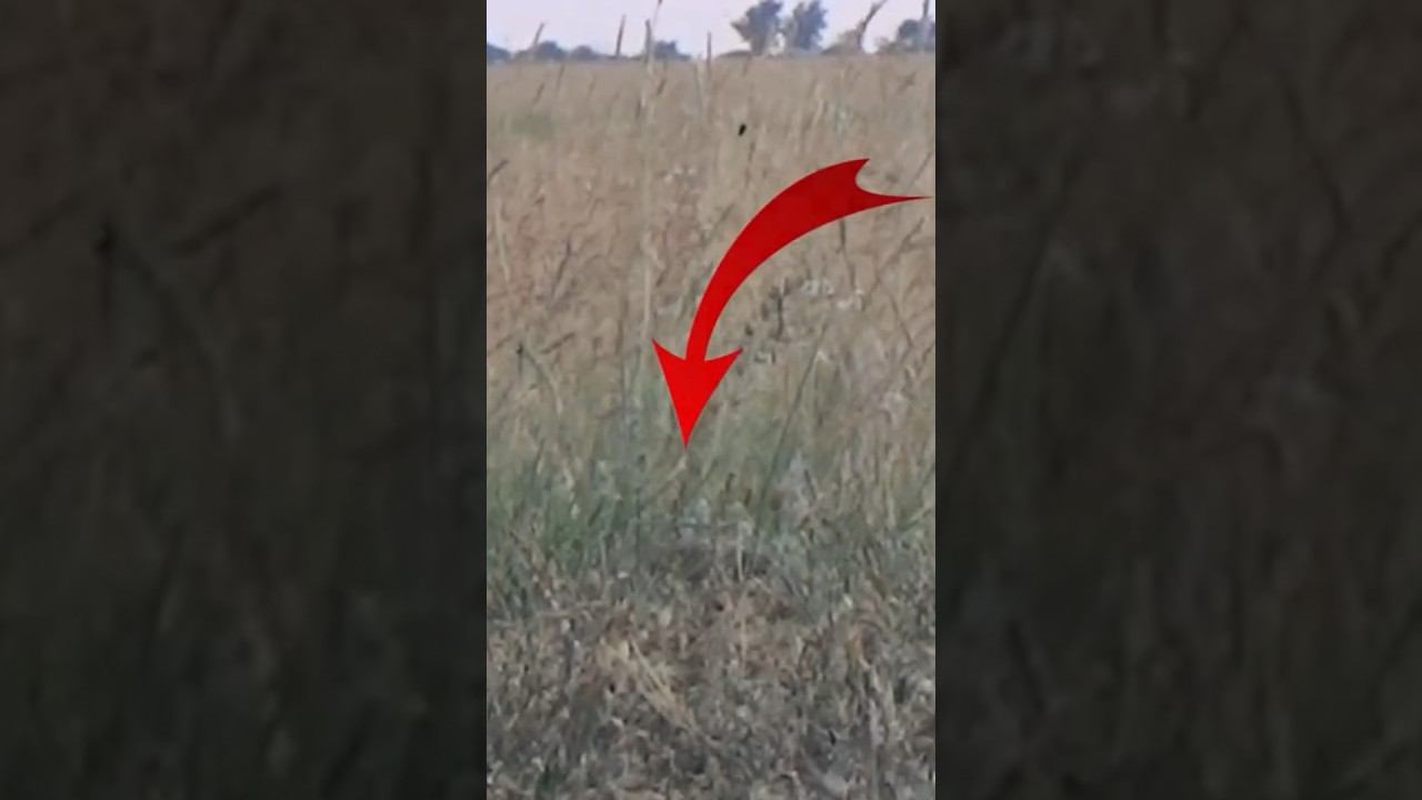 Охота на сурка.2024г. Выстрел с МЦ #охотаназайца #охотанагуся #охотанасурка смотреть онлайн