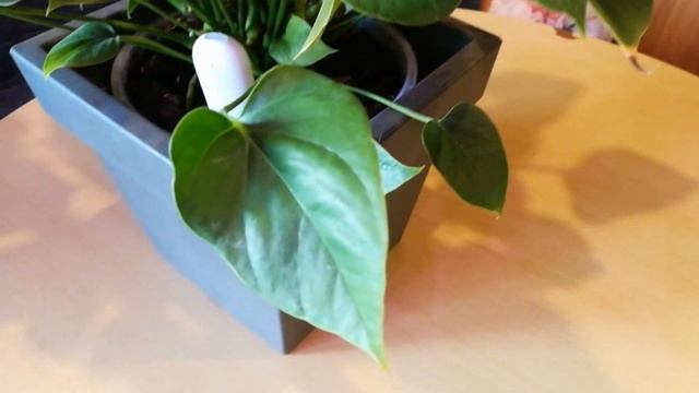 АНТУРИУМ . И мои помощники. смотреть онлайн