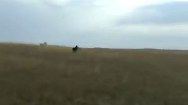 Wolf hunting with dogs,охота с борзыми смотреть онлайн