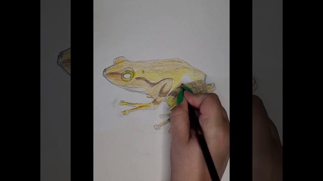 рисуем лягушку / как нарисовать лягушку / скетчи / быстро и легко / @Art-Kuprienko смотреть онлайн