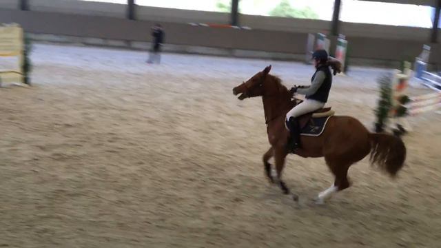 2013 gelding first show смотреть онлайн
