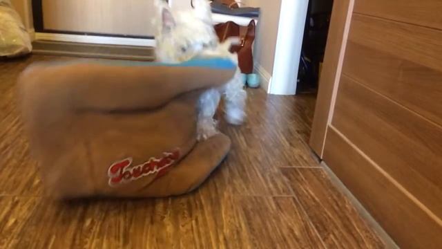 злой вестик, смешной вестик, вестик рвёт лежанку (Мерри) смотреть онлайн