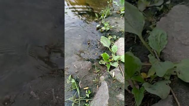 Лягушка охотится на стрикозу смотреть онлайн